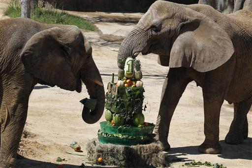 Dallas Zoo Elephants Birthday Cake.JPG