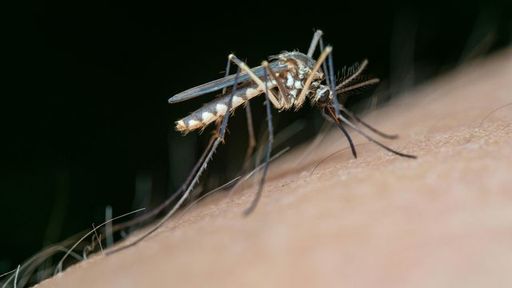 Mosquito_WellMed.jpg