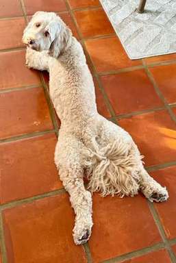 Star - Grief Therapy Dog.jpg